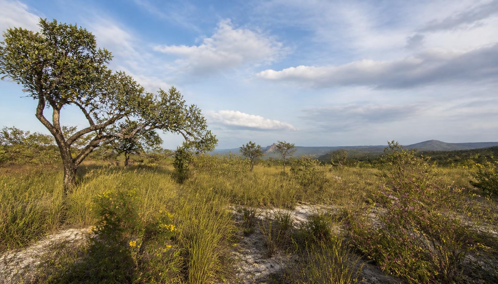 Cerrado savanna with twisted native trees, golden grasses and open sky