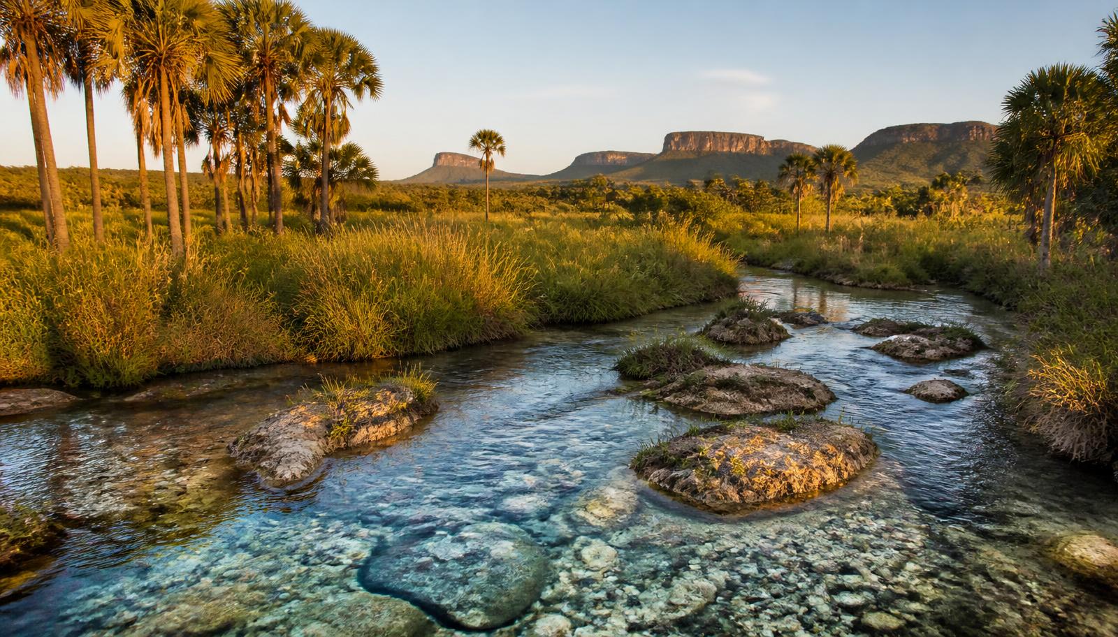 Clear spring water running through Cerrado grassland with buriti palms at golden hour